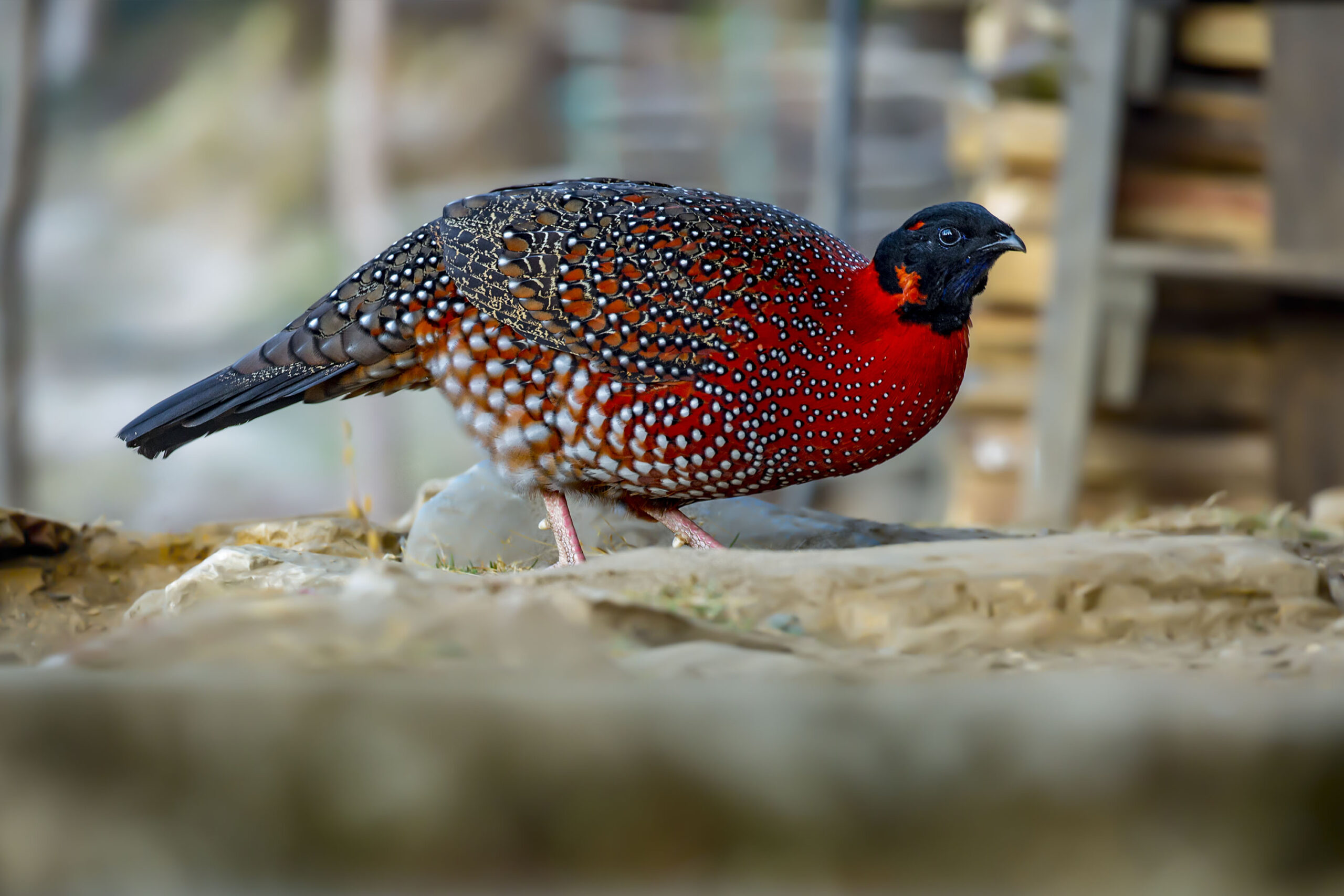 Satyr-Tragopan