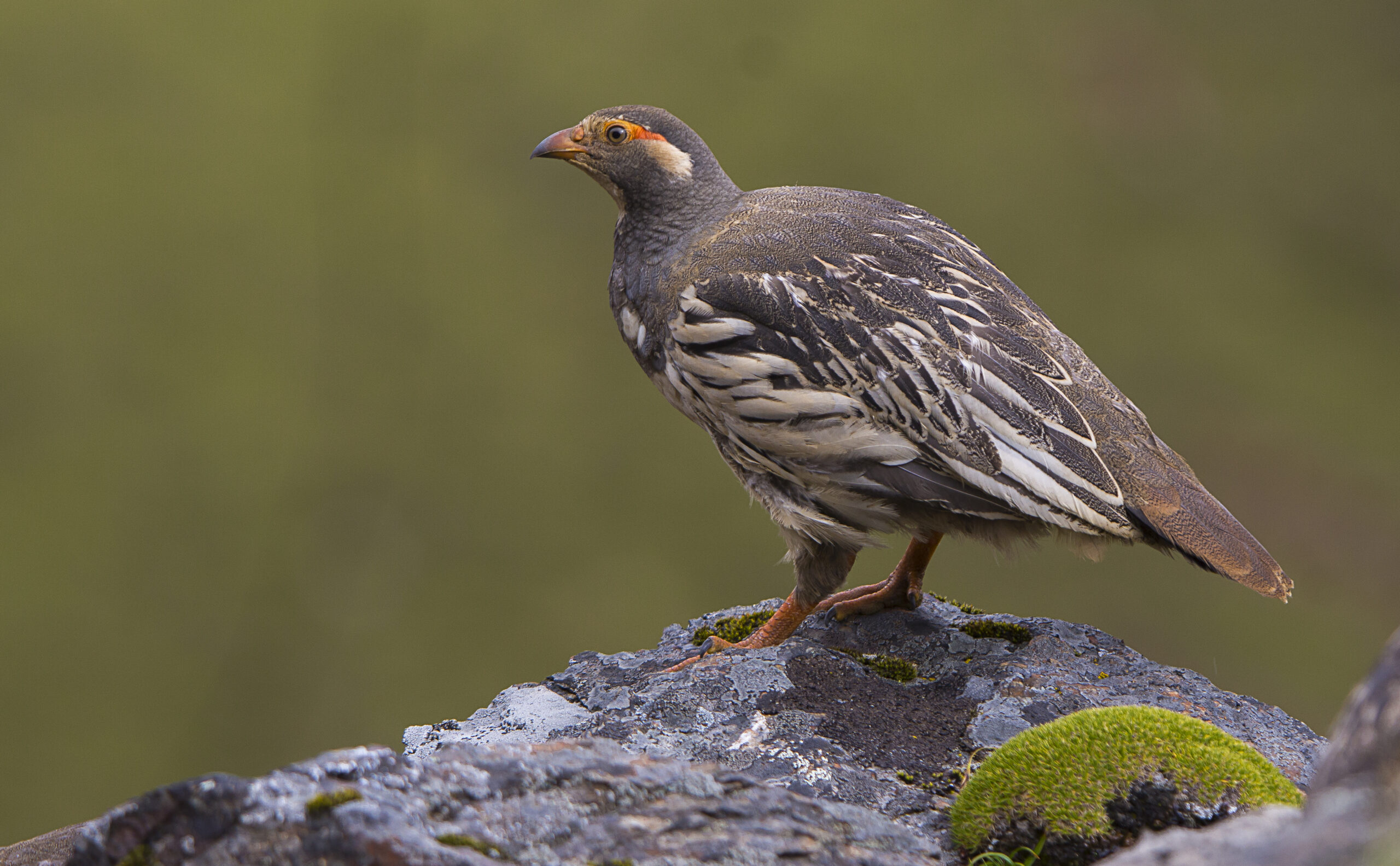 Tibetan-Snowcock-1