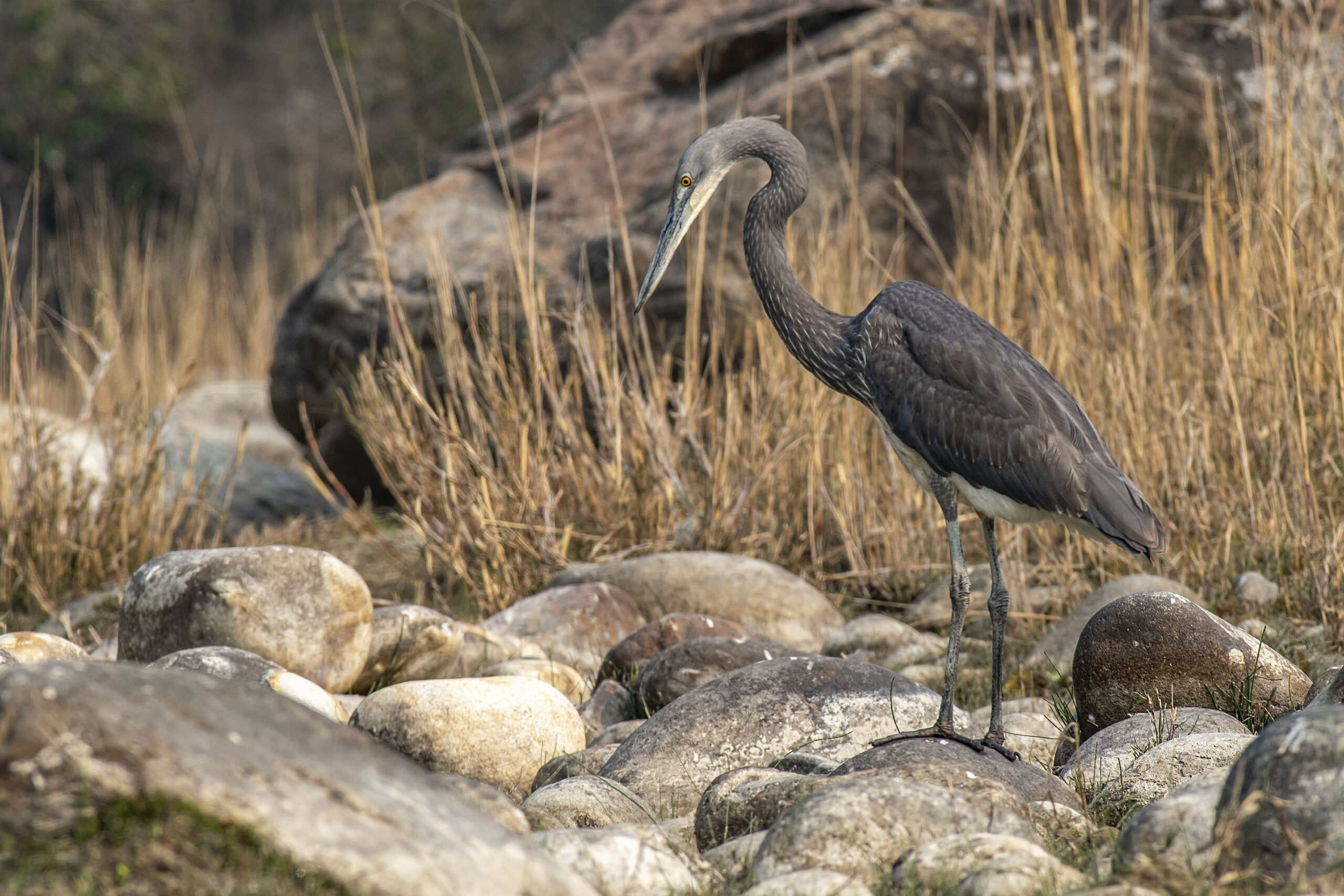 Wfite-bellied-Heron