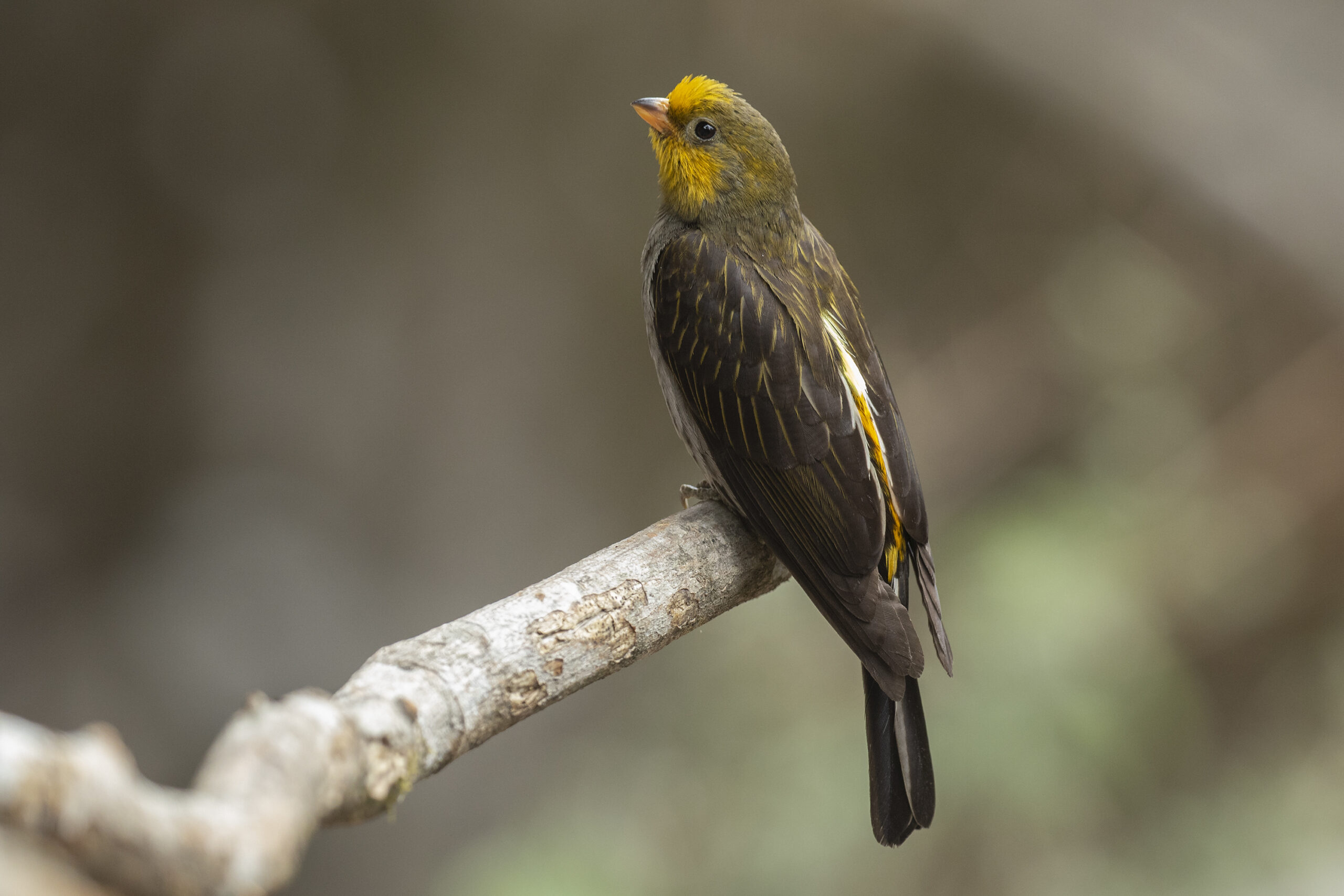 Yellow-rumped-Honeyguide-1